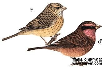 ����ȸ��ͼ��