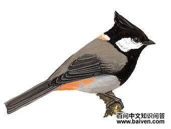 ����ɽȸ��ͼ��