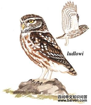 ���Ƹ�С�^��ͼ��