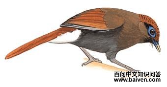 �����̵�ͼ��