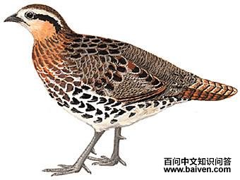 �����񼦵�ͼ��