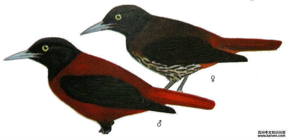 ����ͼ��