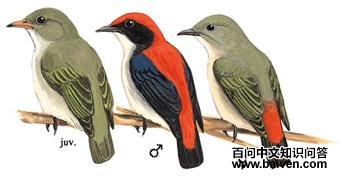 �챳�Ļ����ͼ��