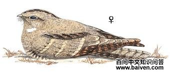 ����ҹӥ��ͼ��