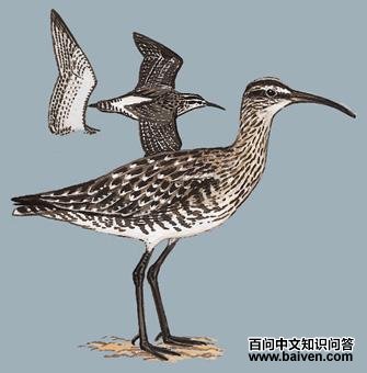 ����ֵ�ͼ��