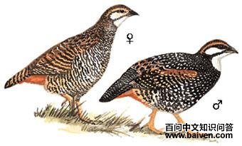 �л�����ͼ��