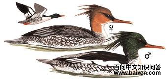 �л���ɳѼ��ͼ��