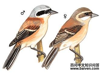 �л���ȸ��ͼ��