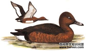 ����ǱѼ��ͼ��