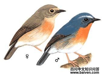 ������[��]�l��ͼ��