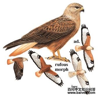 ��β�\��ͼ��