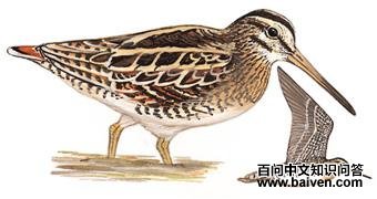 ����ɳ׶��ͼ��