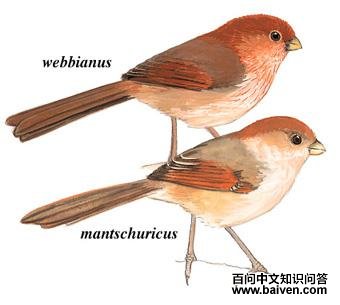 ��ͷѻȸ��ͼ��