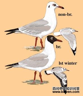 ��ͷŸ��ͼ��