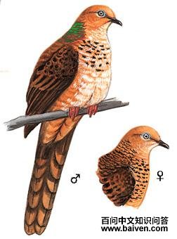 ��ͷ����ͼ��