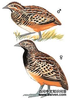 ����ֺ�ȵ�ͼ��