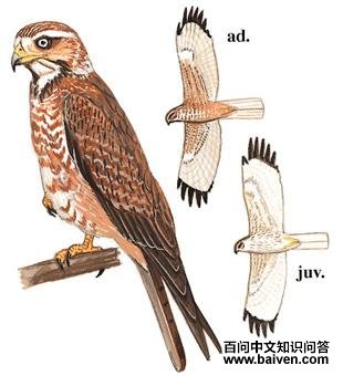 �����\ӥ��ͼ��