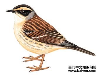 ��üɽ���ҵ�ͼ��