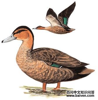 �ؾ�Ѽ��ͼ��