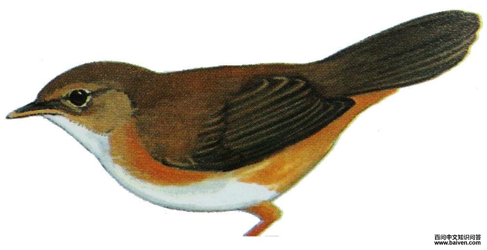 �غֶ̳�ݺ��ͼ��