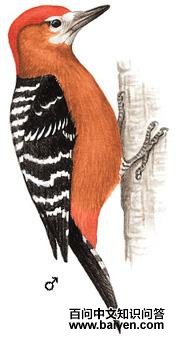 �ظ���ľ���ͼ��