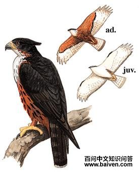 �ظ������ͼ��