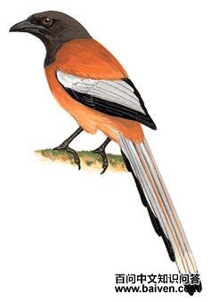 �ظ���ȵ��ͼ��