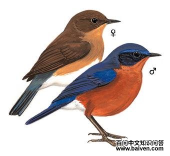 �ظ�����ͼ��