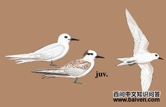 ����Ÿ��ͼ��