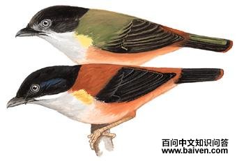 �ظ��V�̵�ͼ��