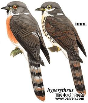 �ظ��ž��ͼ��