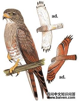 �س��\ӥ��ͼ��