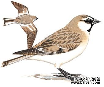 �ر�ѩȸ��ͼ��