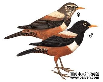 �ر���ͷ��ͼ��