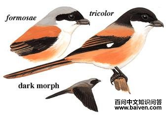 �ر����͵�ͼ��