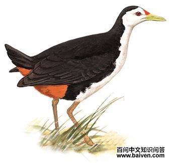 ���ؿ�����ͼ��