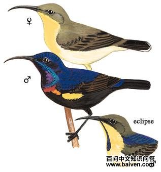 ��ɫ�������ͼ��