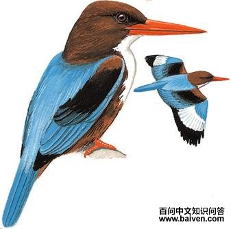 ��������ͼ��