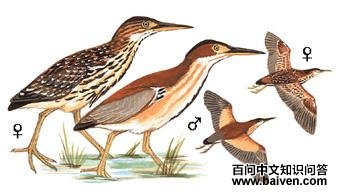 �ϱ�έ�Z��ͼ��