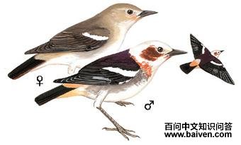 �ϱ�����ͼ��