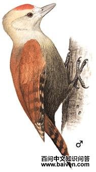 ����ľ���ͼ��