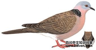 �龱����ͼ��