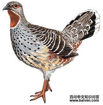 ���ȵ�ͼ��