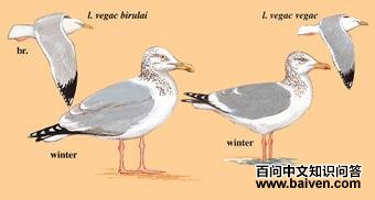 ֯Ů��Ÿ��ͼ��