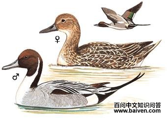 ��βѼ��ͼ��