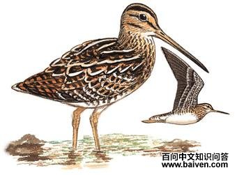 ��βɳ׶��ͼ��