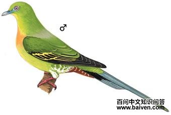 ��β����ͼ��