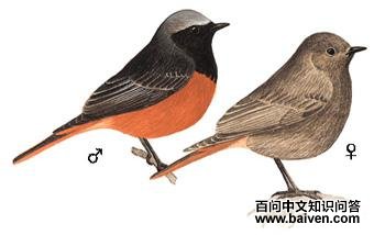 ����β��ͼ��