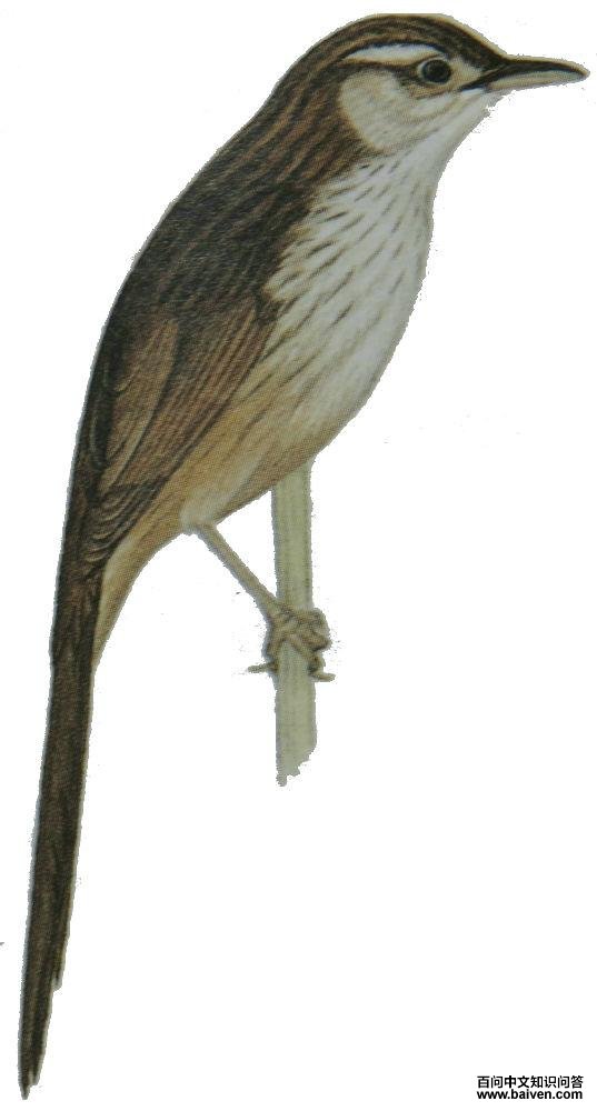 �����βݺ��ͼ��