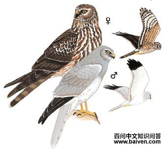 ��β�ε�ͼ��